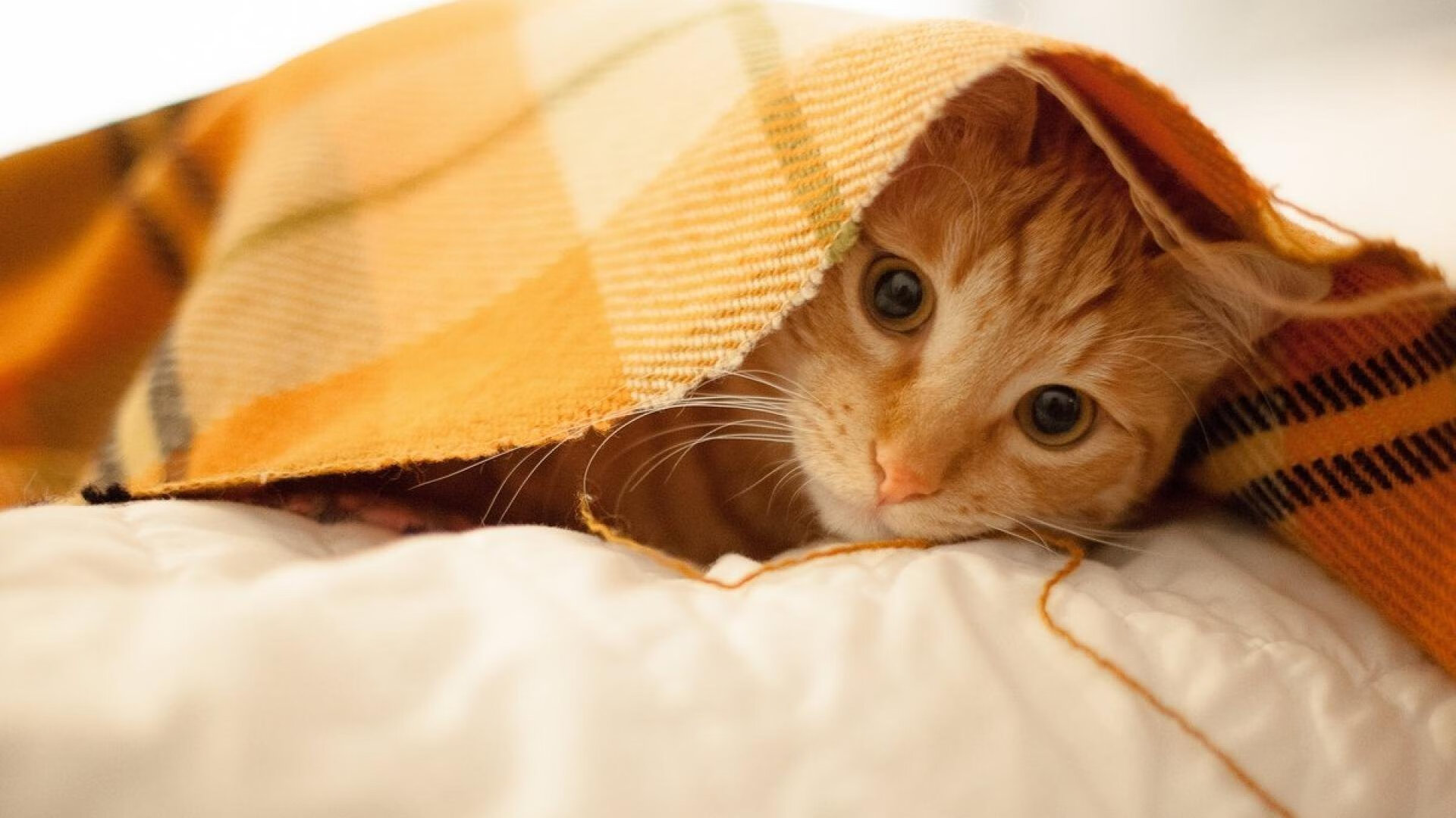 当格纹席卷潘帕斯，齿轮转动伊斯坦布尔，足球场上的战略新生与英雄史诗