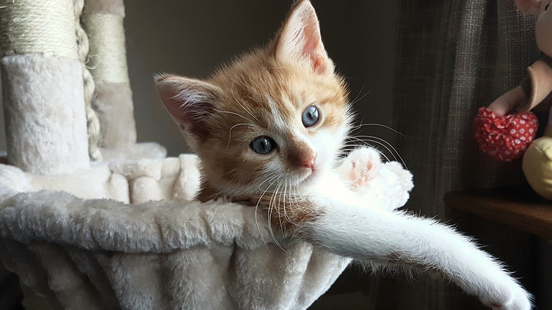 锡安攻防一体爆发破困局 独行侠团队险胜步行者