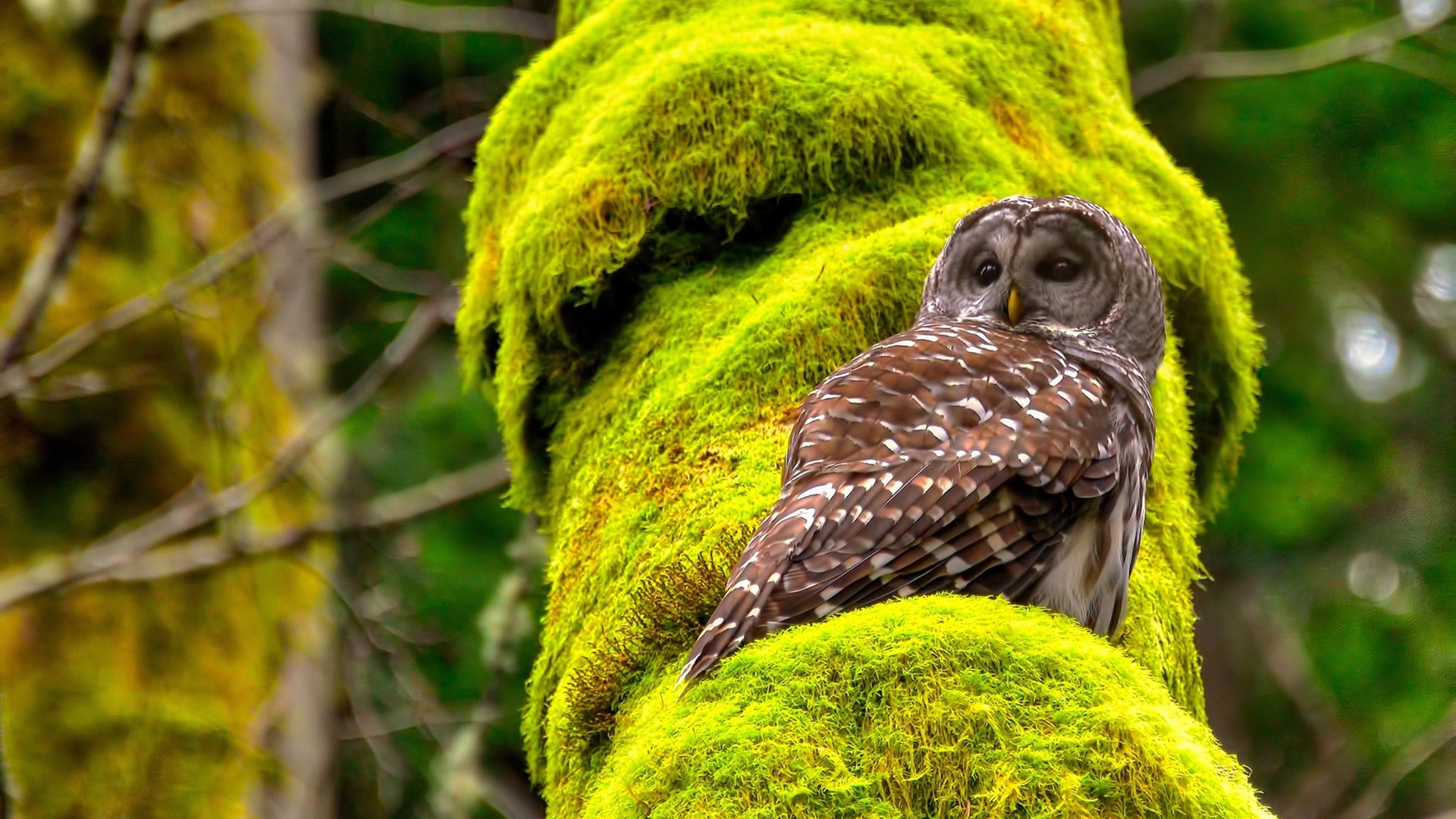 奥运之夜的王者，莱万统治全场，关键战铸就传奇