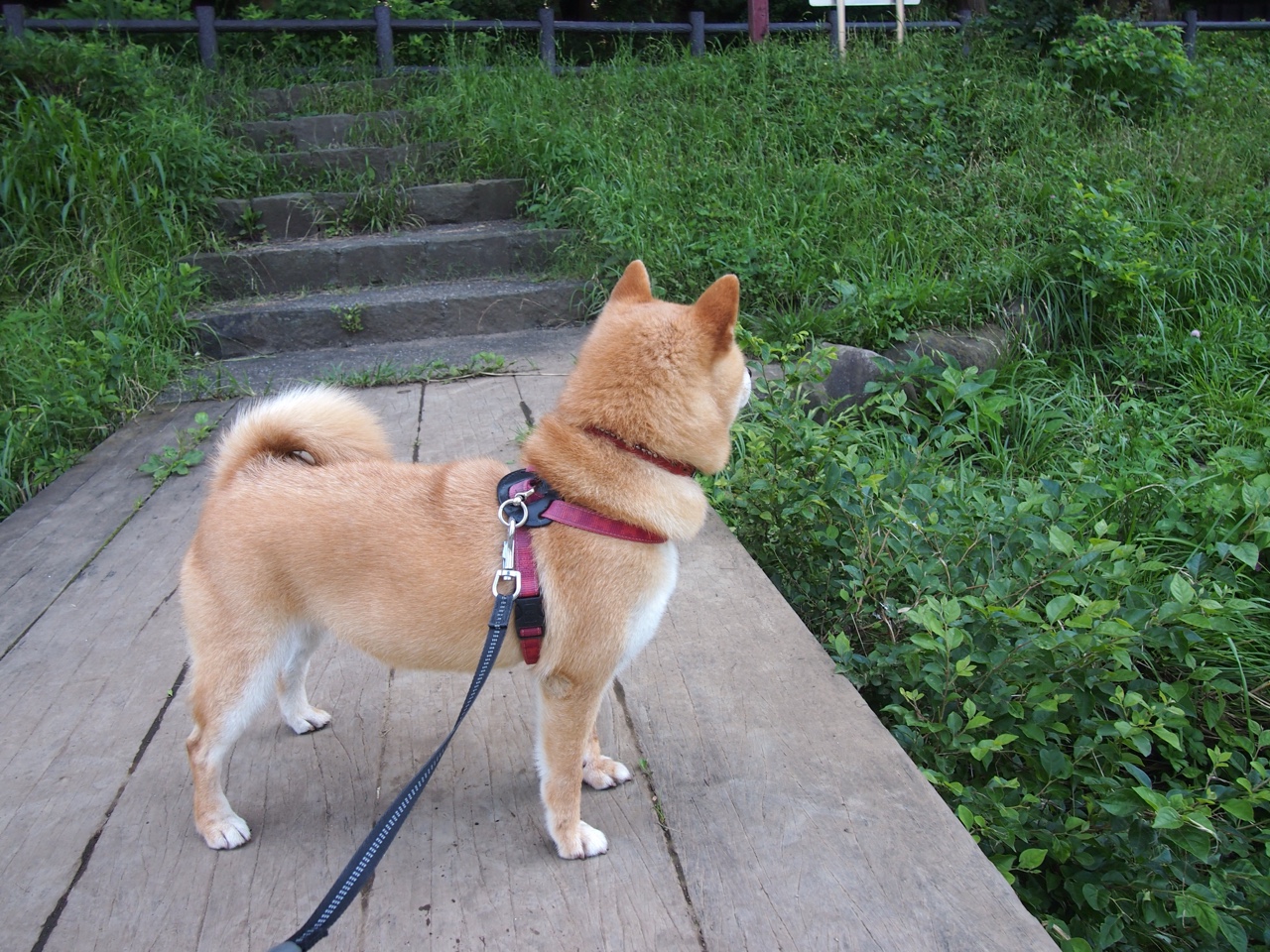 南美风暴席卷威斯特法伦,弗拉霍维奇爆点,智利终结黄黑多特