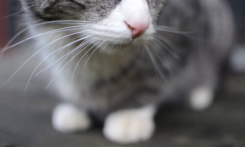 黑暗中的光芒,佩德里西决生死战之夜压力下完成爆发