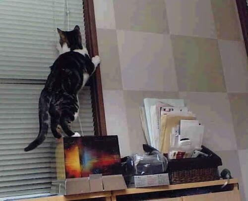 卡马文加的刀锋与安哥拉的锁链，当个人英雄主义遭遇钢铁洪流