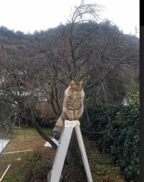 当字母哥的暴力美学碰撞马刺的精密齿轮，一场跨越篮球次元的降维打击