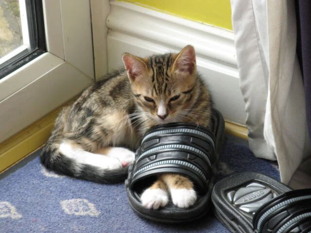 双线焦点,东决关键战与塞内加尔终结芬兰的体育史诗