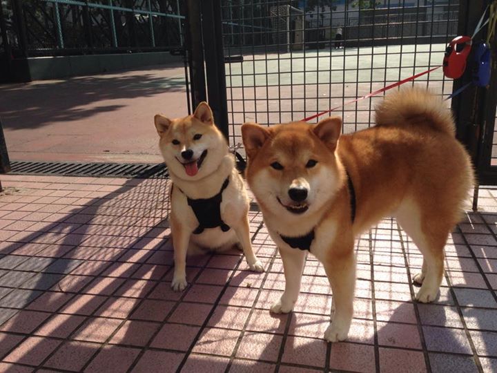 魔术决胜局带走山西队，奥运周期关键战锡安接管比赛