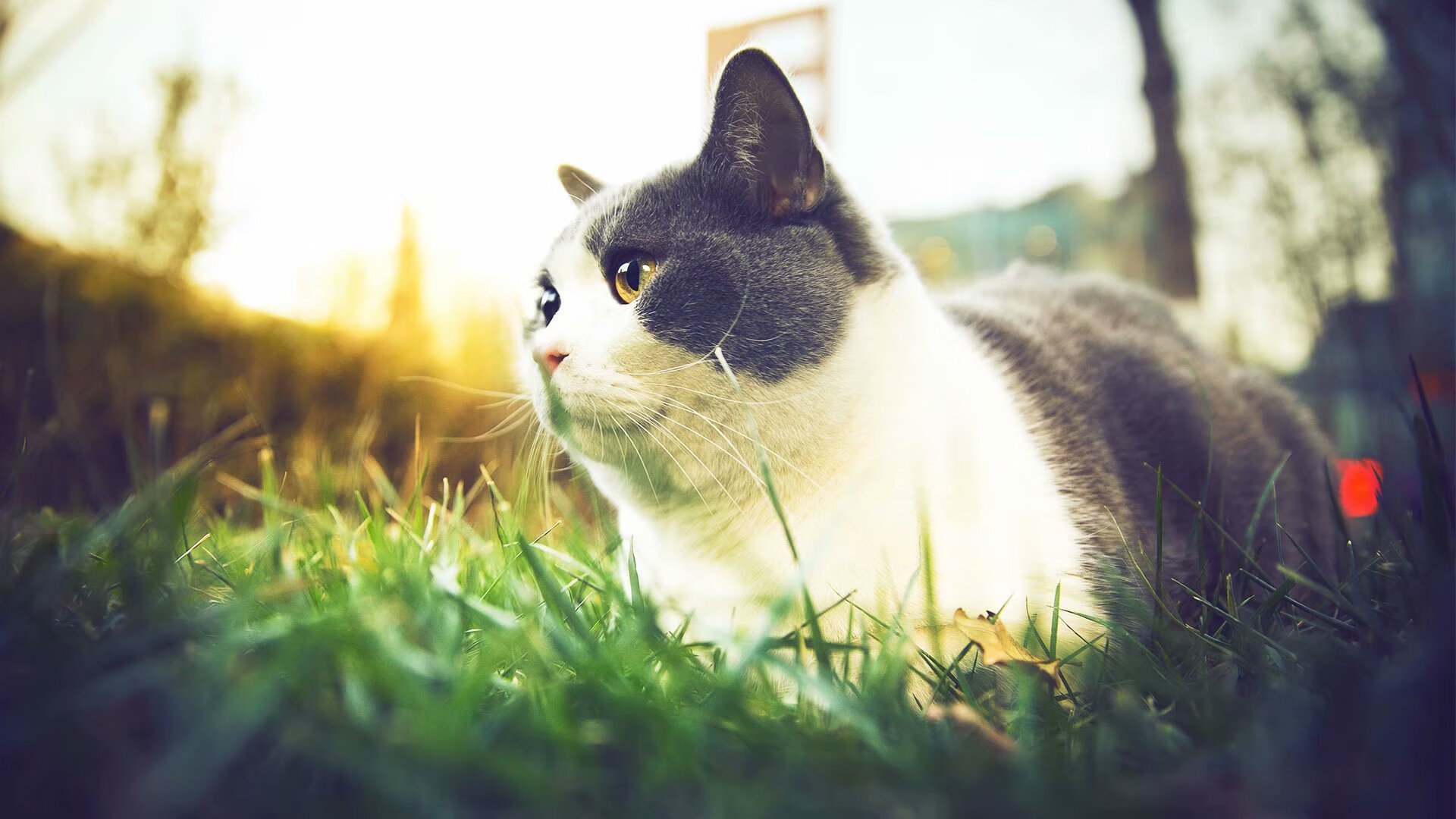 NBA季后赛焦点战与伊拉克力克厄瓜多尔,体育世界的双重变奏曲